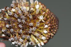 Balanophora fungosa subsp. indica